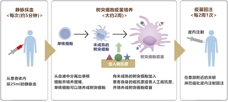 樹突細胞疫苗療法的流程